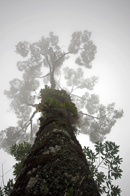 A neblina e a árvore