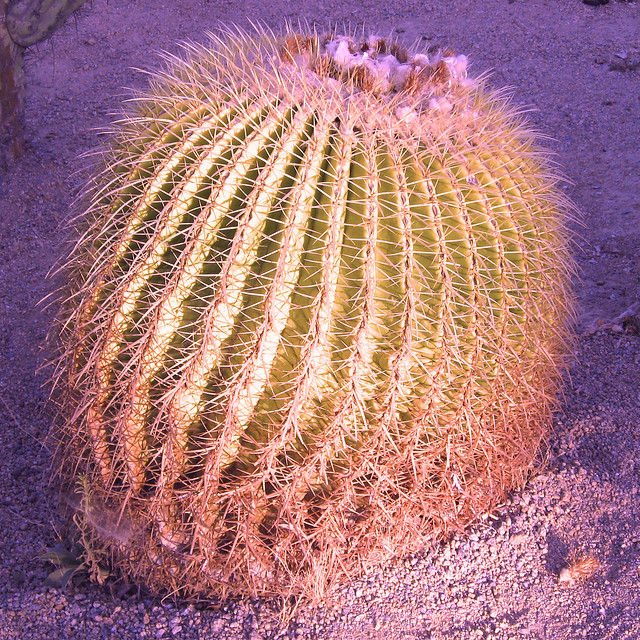 Cactus Twilight ~