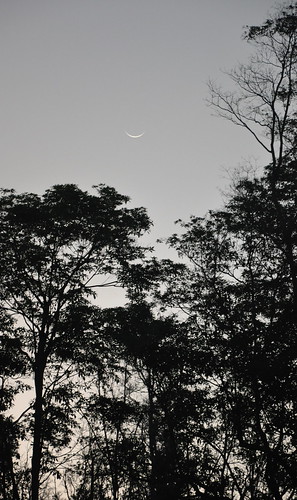 trees moon sunrise hawaii crescent bigisland sihouette crescentmoon manuka hawaiʻi manukā manukāstatewayside