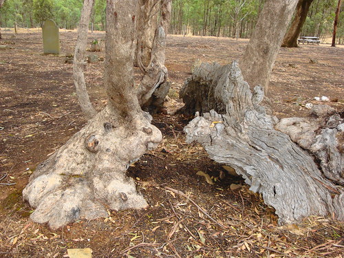 gum tree pennyweightflat castlemaine victoria australia