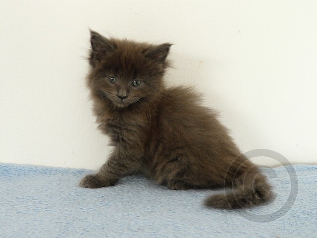 kirkland cat food and 14 maine coon cat maine coon cat breed