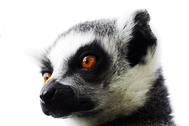 Ring tailed Lemur