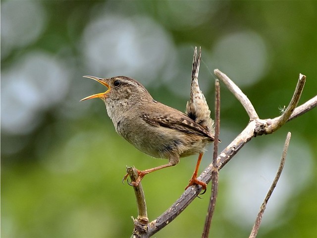 A House Wren put me in my place
