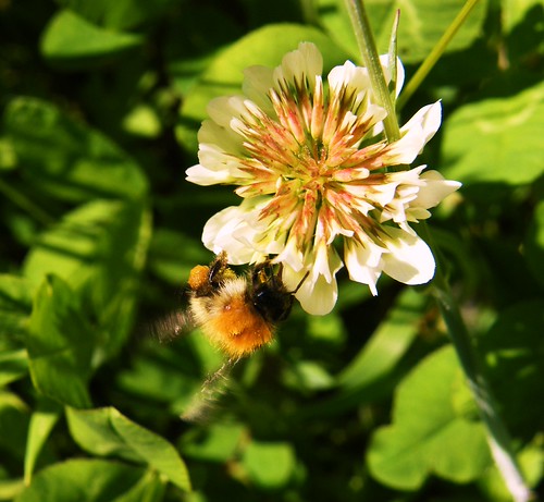 White  Clover, & Buff-tailed Bumble Bee,... 119a | by al blunden