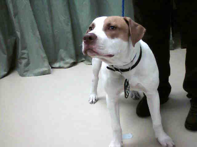 White Red Nose Patched Male Pit Bull