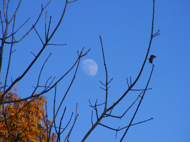 Moon Through Tree