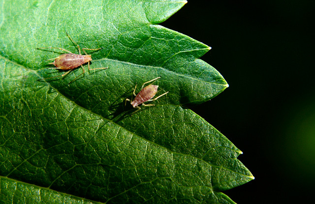 Tiny insects on leaf