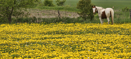 horse bobdylan dandelions