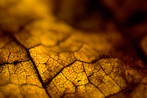 transparent | by nothing