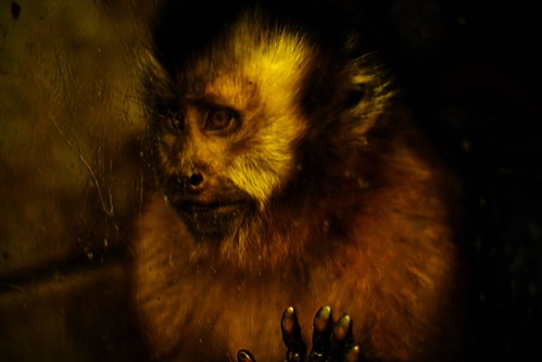 Singe Très Triste by This.IsMy.Screename