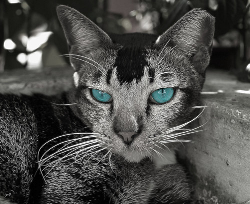 Blue Eyed Feline. | by Zaqqy J.