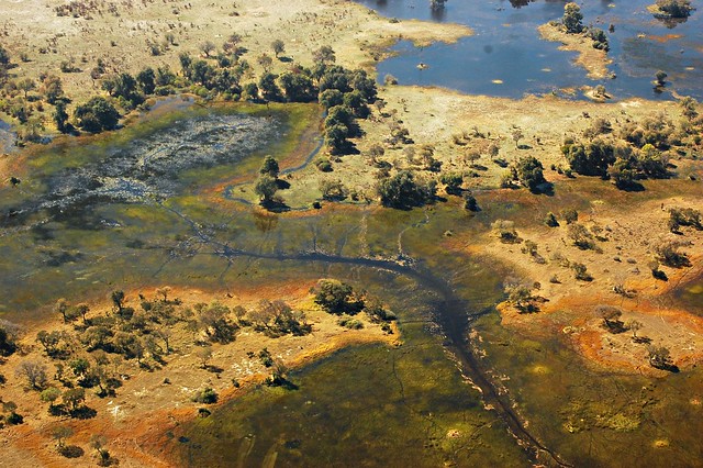 Botswana Okavango Delta D40_6795