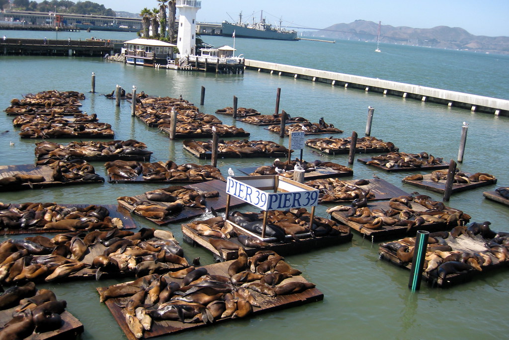 San Francisco - Fisherman's Wharf: Sea Lions at Pier 39.