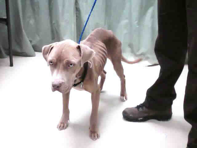 Starving Female Red or Blue Fawn Pit Bull