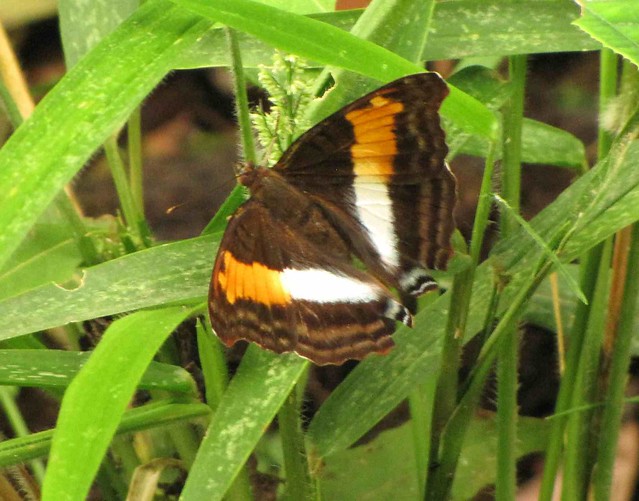 Doxocopa cf. lavinia (female)
