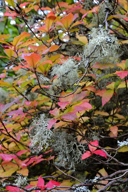 Autumn leaves & lichens, Dawyck Botanics