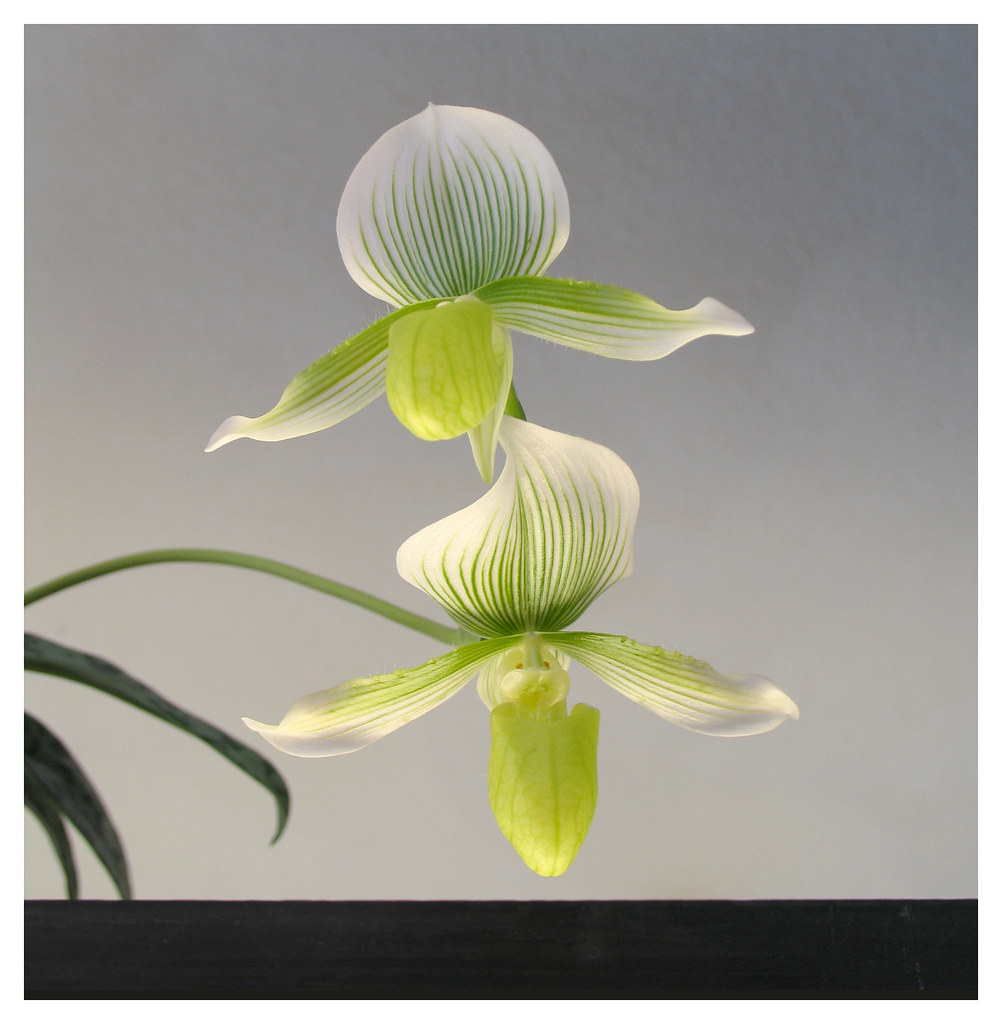 Orchid hybrid:  Paph. Maudiae (redux)