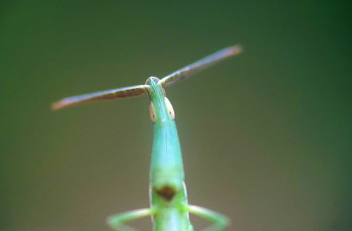 Hey!Who are you? | by dire strait