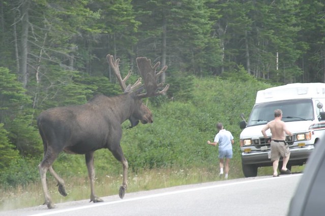 060806 - how not to approach a moose (1)