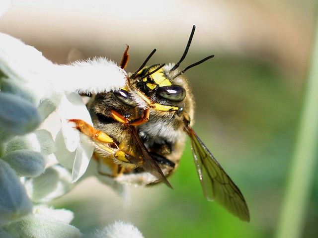 Mating Wool Carder Bees
