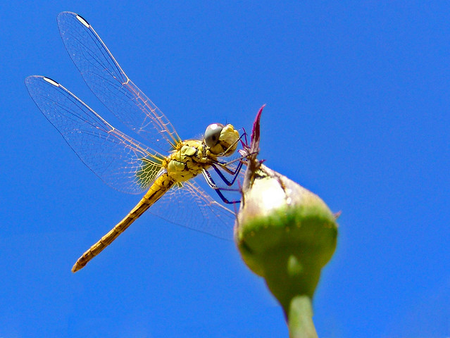 Dragonfly (IV)