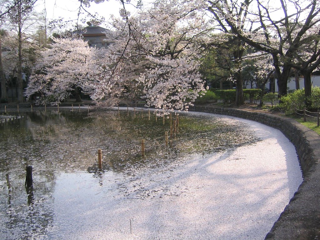 Zenpukuji Sakura