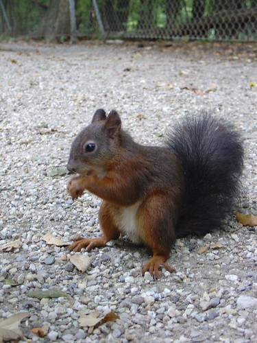 Squirrel | by emphasis