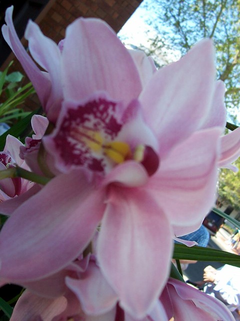 orchid at Scots Fair, St. Andrews Church, Burelli Street Wollongong NSW 2500 Australia