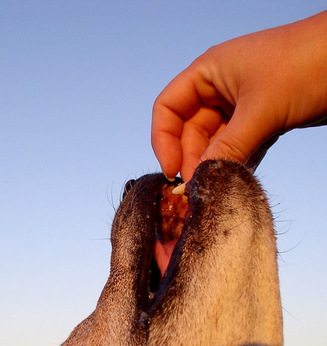 Delicate Process | by The Pack