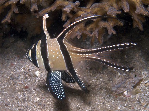 Banggai Cardinal Fish | Banggai Cardinal Fish have only rece… | Flickr