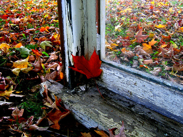 Осенний стучать. Клён под окном. Листва за оконными рамами. Нагромождение листьев во дворе. Осенние листья темнеют и теряют свои яркие краски.