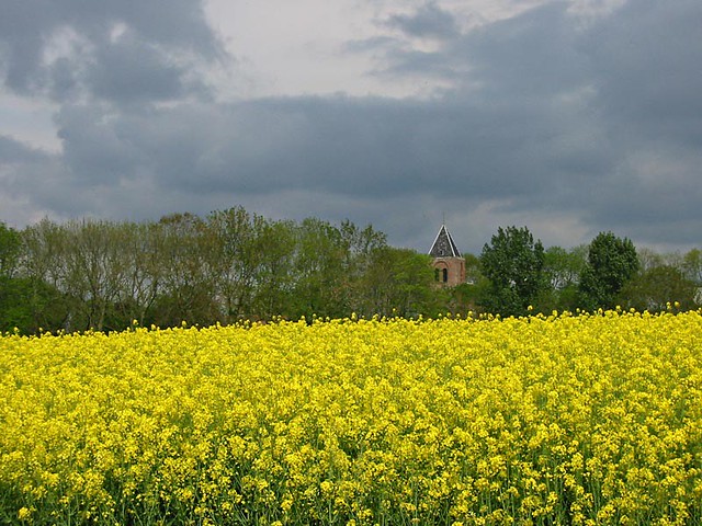 yellow field grey sky and church
