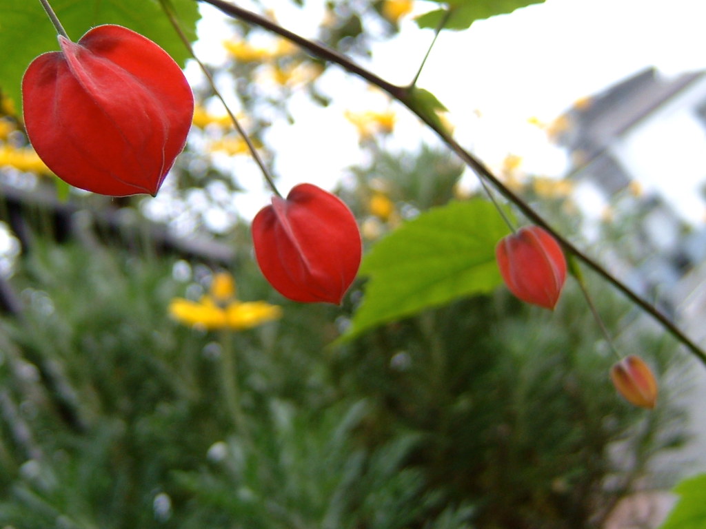 four red