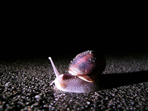 Snail~high LED front lit | by malcolmac3