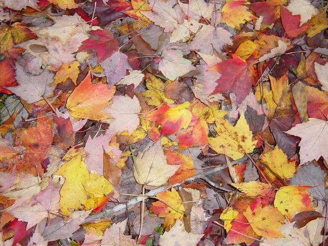 Maple leaf carpet back yard Thanksgiving 2004