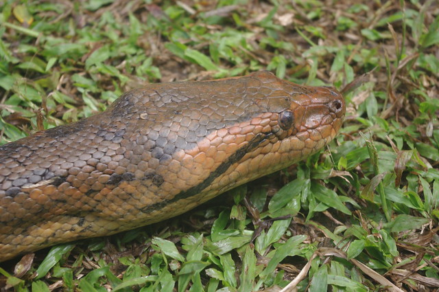 Anaconda, Excursion Zacambu, Leticia, Colombia/Peru/Brazil