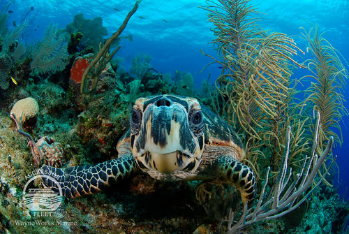 Belize-UW16