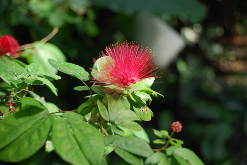 powder puff | by druzzy811