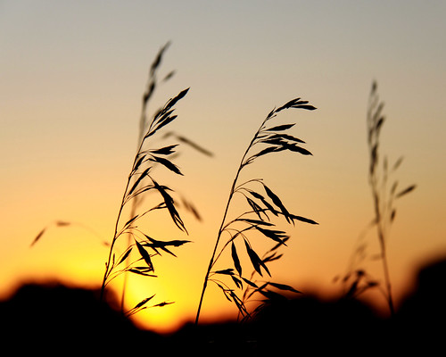 light sunset color nature grass canon eos natural august iowa silouette ia grasses clive 50d canon50d don3rdse