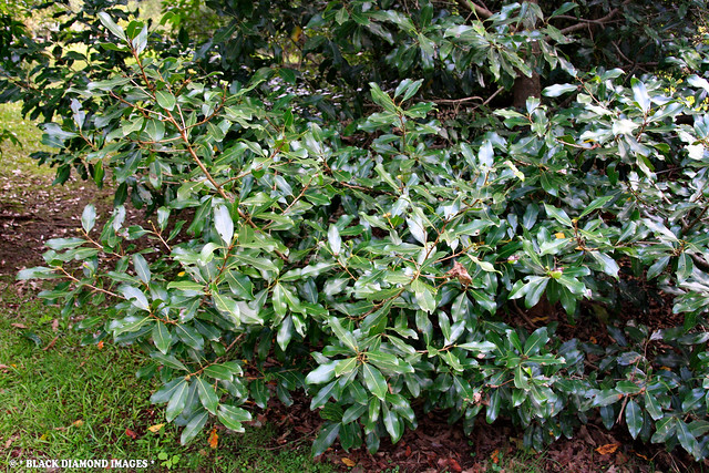 Myrsine variabilis - Muttonwood