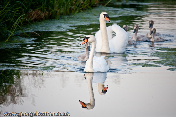 Swans with Cygnets