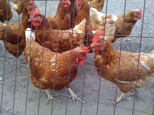 Chickens!!!