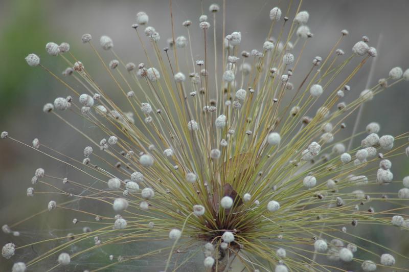 Sempre-Viva | A flor típica do cerrado. | Priscila Negrão | Flickr