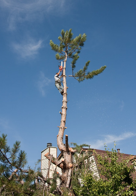 Residential tree topping and Removal