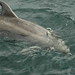 Flickr photo 'Tursiops truncatus (Common Bottlenose Dolphin / Tuimelaar)' by: Bas Kers (NL).