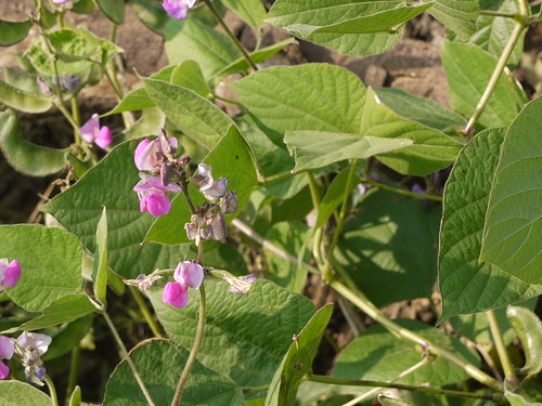 vel-l-avarai (Tamil: வெள்ளவரை) | Fabaceae (pea, or legume fa… | Flickr