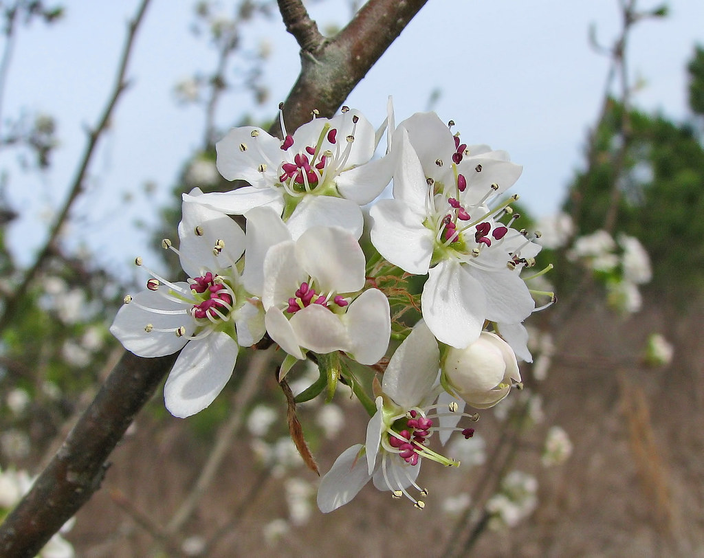 Цветение вишни в Краснодаре. Цветущее дерево в Краснодаре. Цветение груши в Узбекистане. Цветущие сады Краснодар. Любовь расцветающая цветами груши 37