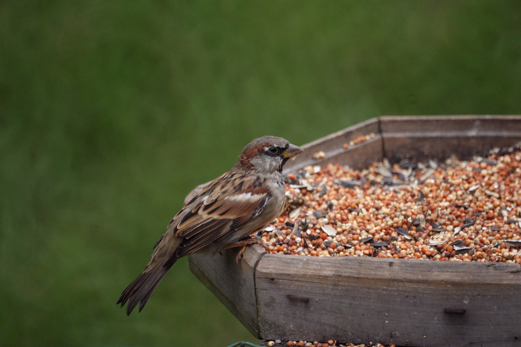 How to keep house sparrows out of bluebird houses - don't use cheap bird seed