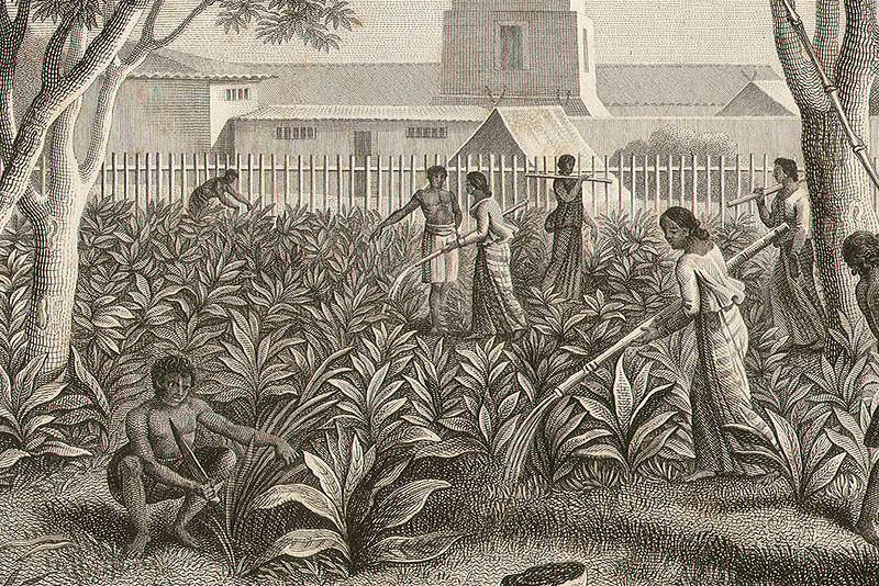 Island of Guam: Governor's Palace Garden.  J. A. Pellion, 1824.  From Freycinet’s Voyage Autour de Monde (Paris, 1824).

J. A. Pellion/Guam Public Library System