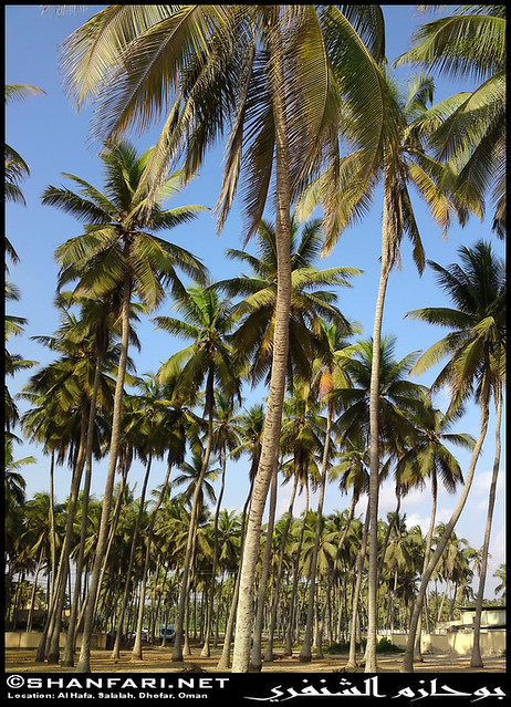 Coconut Palms In Al Hafa Dhofar Taken On 3 Dec 2009 In Al Flickr